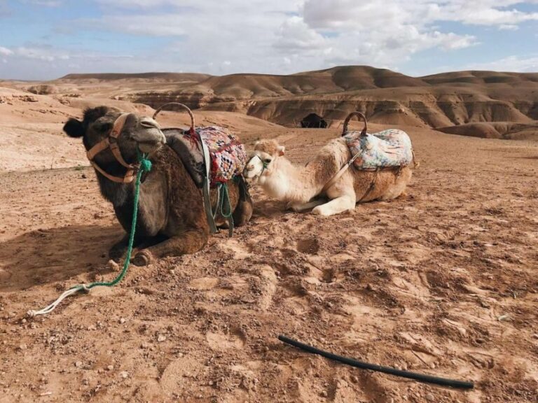 Marrakech: Atlas Mountains, 3 Valleys & Agafay Desert Tour - Transportation and Group Size