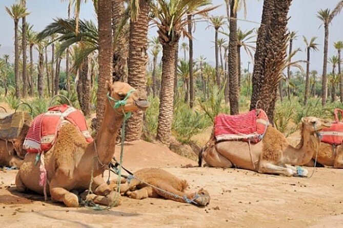 Marrakech Camel Ride Experience with Pick-up - The Realities from the Reviews