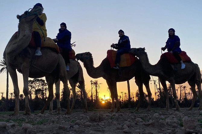 Marrakech camel ride in Palm grove - Analyzing the Cost and Value