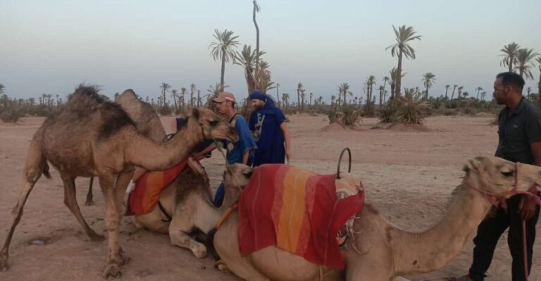 Marrakech camel ride in the palm grove - The Itinerary and Experience Breakdown