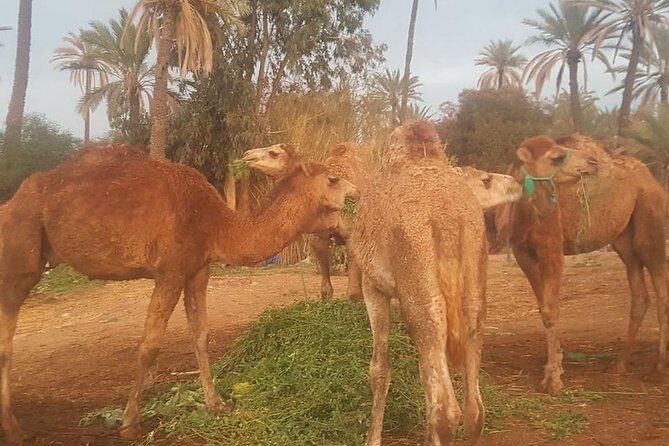 Marrakech Camel Safari at Agafay Desert - The Sum Up: Who Will Love This Tour?
