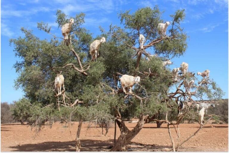 Marrakech: Essaouira Day Trip with Guided Tour - Who Should Book This Tour?