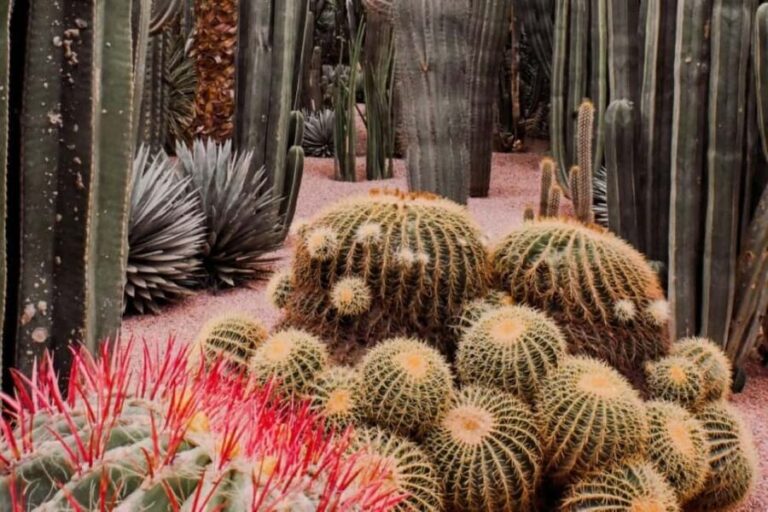 Marrakech: Majorelle Garden with a Digital Audio Guide App - An In-Depth Look at What to Expect
