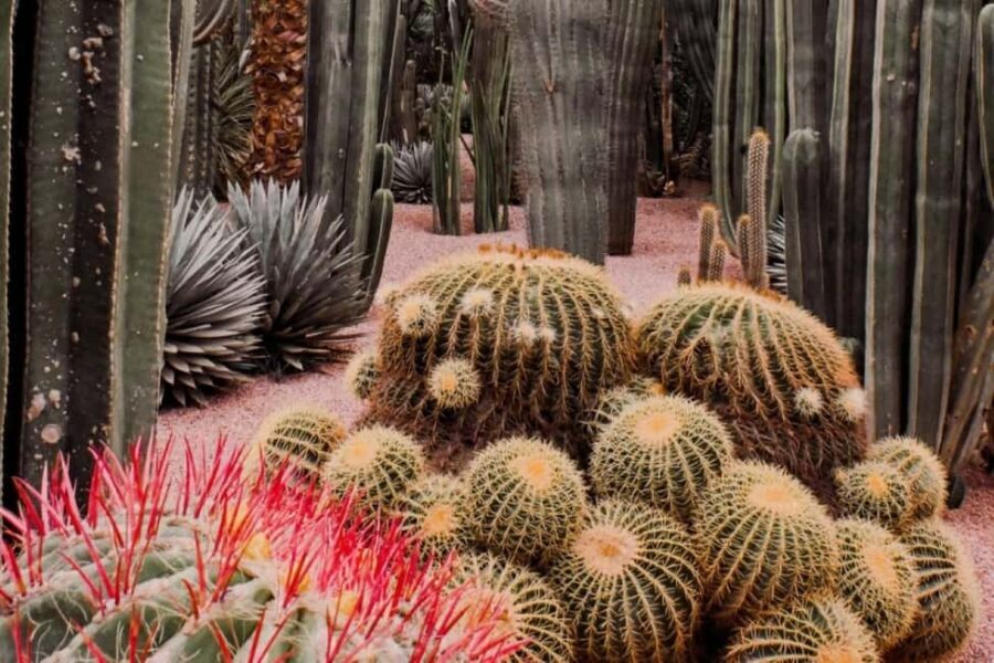 Marrakech: Majorelle Garden with a Digital Audio Guide App - An In-Depth Look at What to Expect