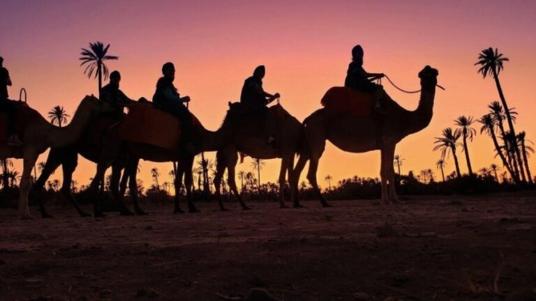 Marrakech palm grove: Sunset camel ride - What’s Included and What to Consider