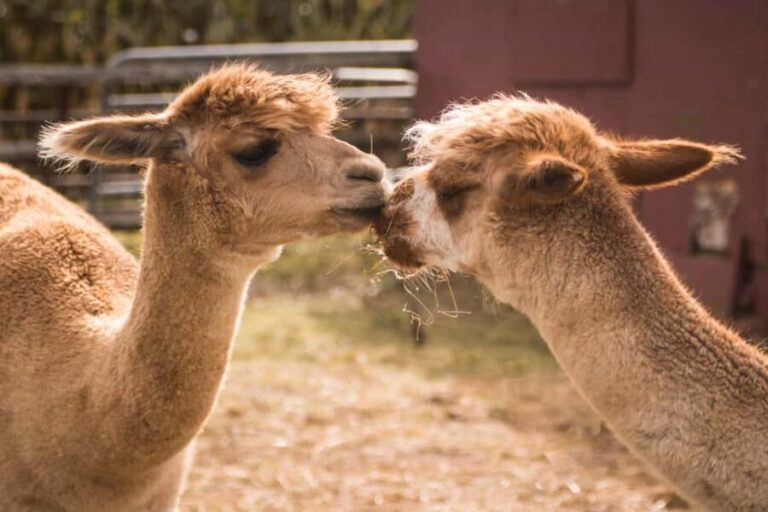 Marrakech Palmeraie Camel Ride with Tea Break - Why It’s Worth Your Time