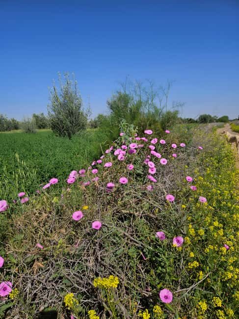 Marrakech: Private Rescue Farm Visit with Lunch + Transport - A Journey into Marrakech’s Countryside and Rescue Animals