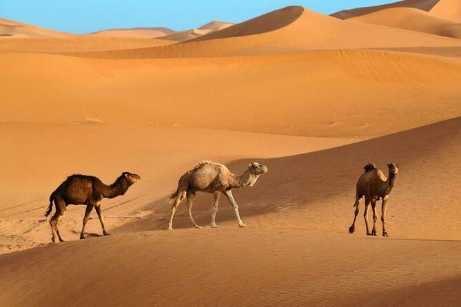 Marrakech Sahara Tours & Day Trips - Who Will Benefit Most
