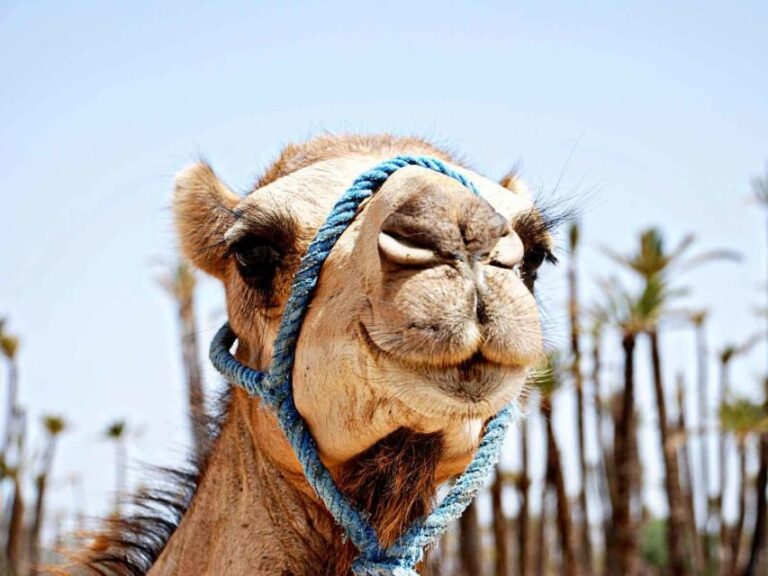 Marrakech: Sunset Camel Ride in Palmeraie - Who Will Love This Tour?