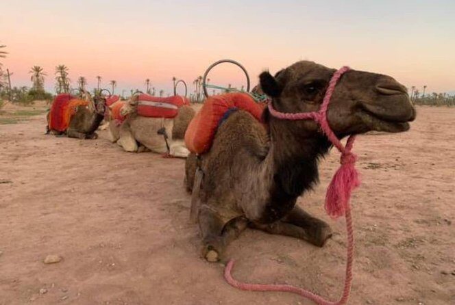 Marrakech Sunset Camel Ride in the Palm Grove - Who Is This Tour Best For?