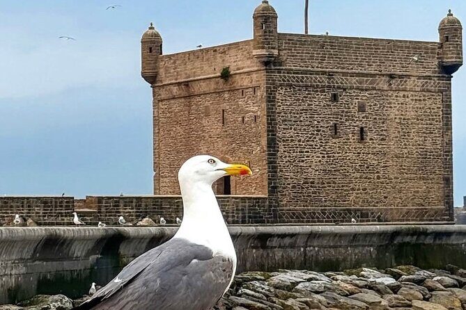 Marrakech to Essaouira Day Trip with Coastal Views - The Detailed Itinerary