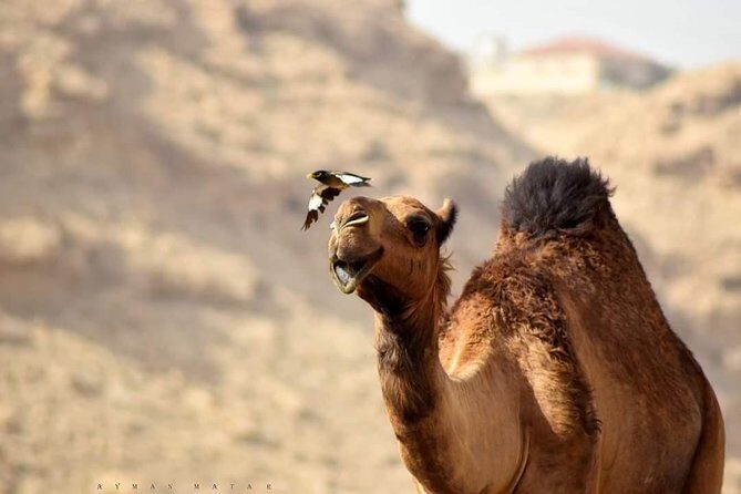 Marrakech to MerzougaSahara Desert | 3 Days & 2 Nights - Insights from Traveler Reviews