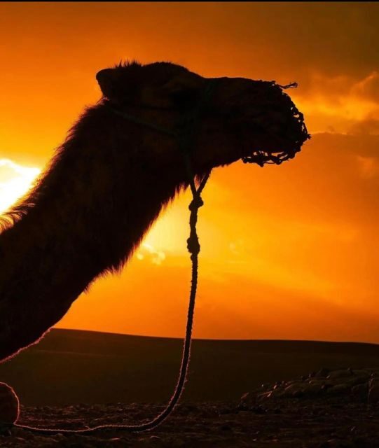 Marrakesh: Agafay Desert Sunset, Camel Ride, and Dinner Show - Who Guides the Tour?