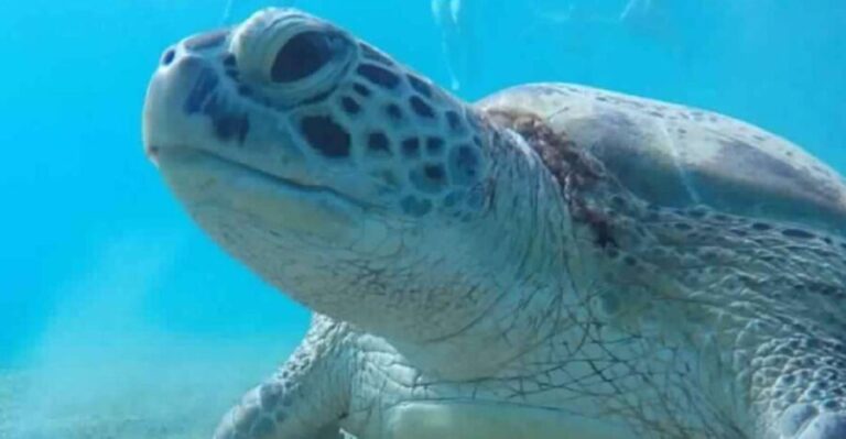 Marsa Alam: Abu Dabbab Snorkeling Tour - Practical Details and Logistics