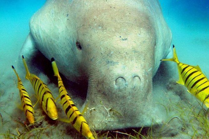 Marsa Alam: Snorkeling at Abu Dabab Beach - What’s Included and What’s Not