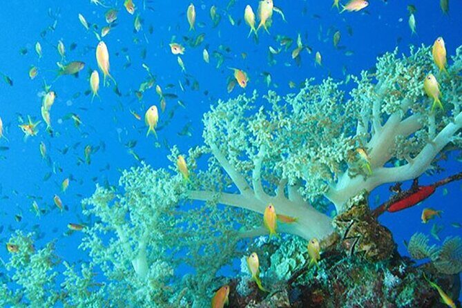 Marsa Mubarak Boat Trip with Dugongs and Turtles in Marsa Alam - What the Tour Offers: An In-Depth Look