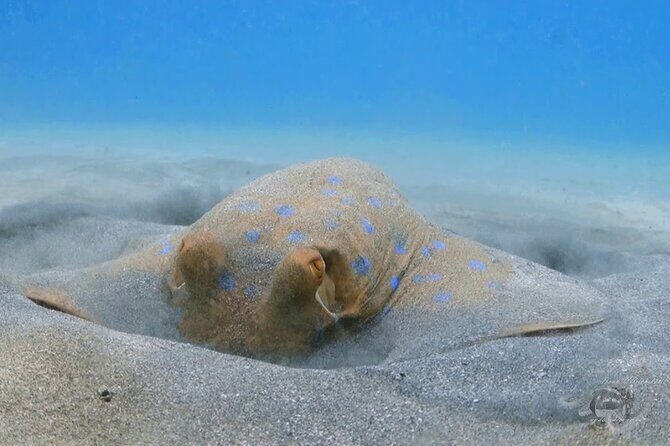 Marsa Mubarak Full Day and one intro Diving With Lunch, Transfer - Marsa Alam - The Sum Up: Is This Tour Worth It?