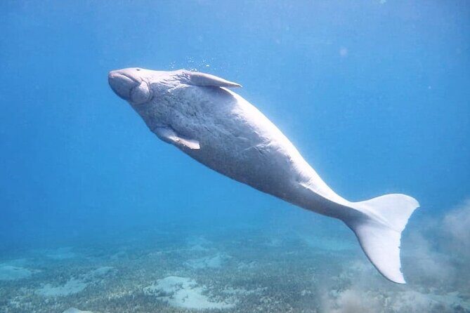 Marsa Mubarak snorkeling with dugong and turtles - marsaalam - Who Will Love This Tour?