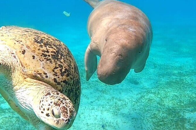 Marsa Mubarak Snorkeling with Dugongs & Turtles From Marsa Alam - Evaluating the Value: Is It Worth the Price?