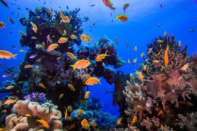 Marsa Mubarak Snorkeling with Dugongs & Turtles From Marsa Alam - The Practical Side: Transportation, Duration, and Value