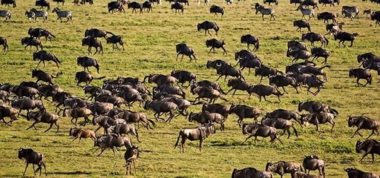 Marvelous 5-day Serengeti National Park to Ngorongoro Crater - Itinerary Breakdown: What to Expect Each Day