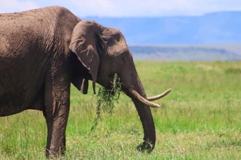 Masai Mara: 2 Day Private Safari In a 4x4 Land Cruiser - What’s Included & What’s Not
