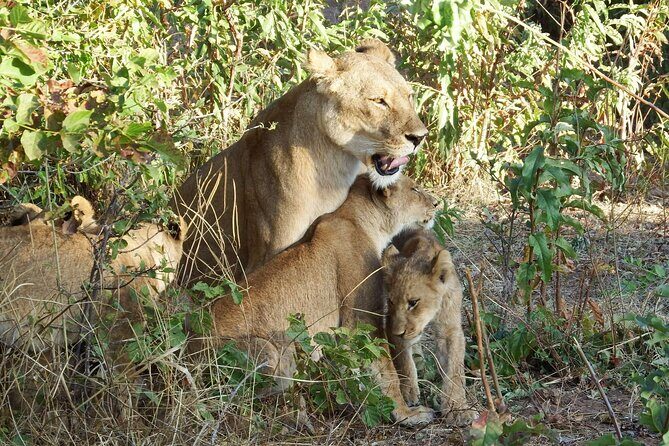 Masai Mara 3Days Safari Adventure - Accommodations and Meals
