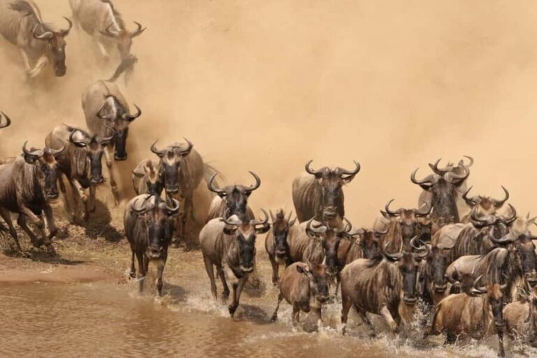 Masai Mara: 4-day safari for the great wildebeest migration - What Previous Travelers Say