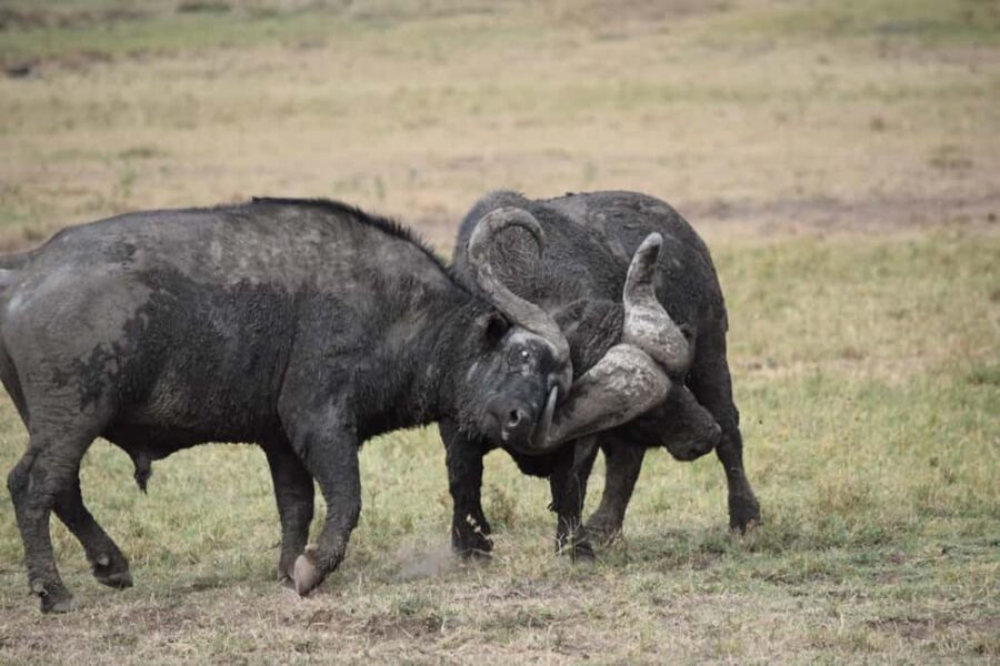 Masai Mara: 7-Day Safari Tour with Game Drives & Boat Rides - What’s Included & What’s Not