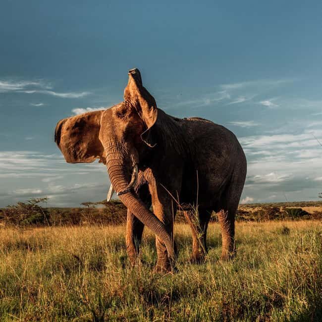 Masai Mara, Amboseli, Nakuru, & Naivasha Lakes 7-Day Safari - Deepening the Experience: Full-Day in Masai Mara
