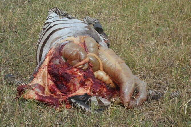 Masai Mara Budget 2 nights tented camp road Safari - Who Will Love This Safari?