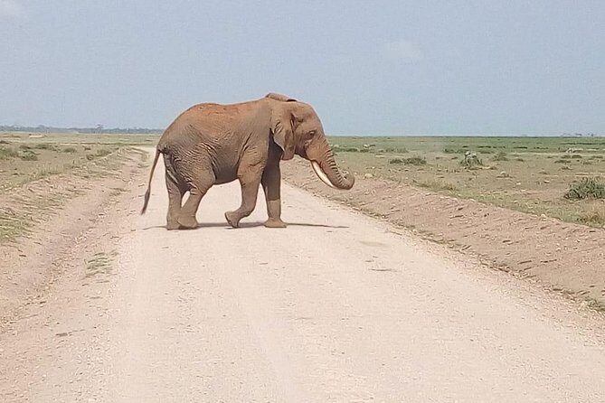 Masai Mara Full Day Tour from Nairobi, Naivasha or Nakuru - Who Would Love This Tour?