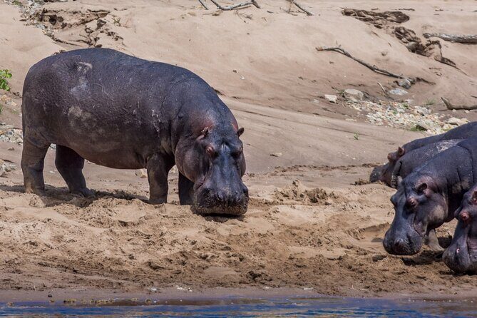 Masai Mara Game Drive - What to Expect During Your Safari