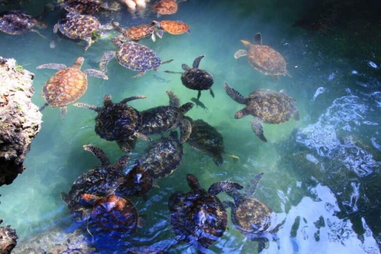 Massai village & Baraka turtules aquarium - A Deep Dive into the Day’s Experience