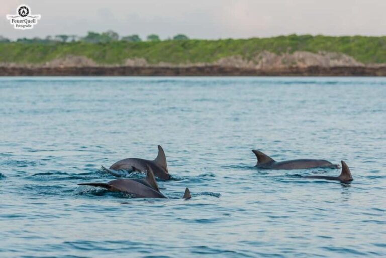 Matemwe: Mnemba Island Dolphin & Snorkeling Boat Trip - Detailed Breakdown of the Itinerary
