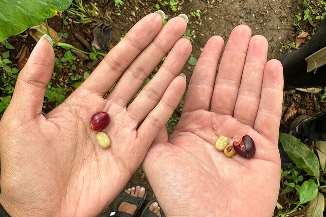 Materuni Waterfall and Coffee Plantation Half Day Tour - Exploring the Itinerary in Detail