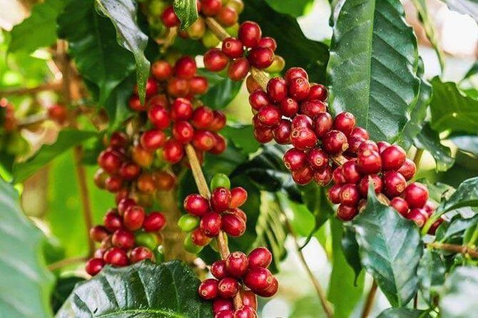 Materuni Waterfalls and Coffee Tour - What Travelers Say
