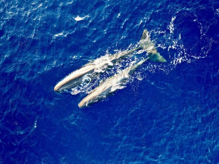 Mauritius Eco Whales Quest, 3-4 hours Expedition - Who Should Consider This Tour?