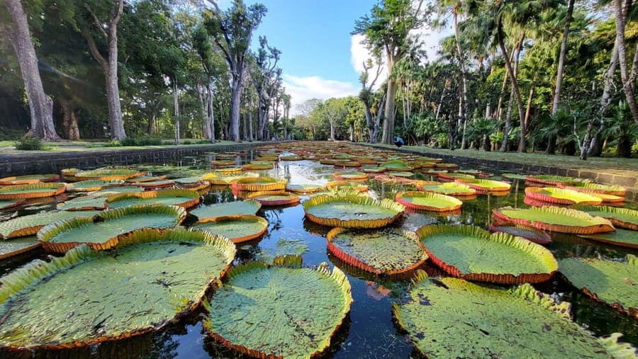 Mauritius: North Island Private Full Day Tour with a Local - Transportation, Group Size, and Comfort