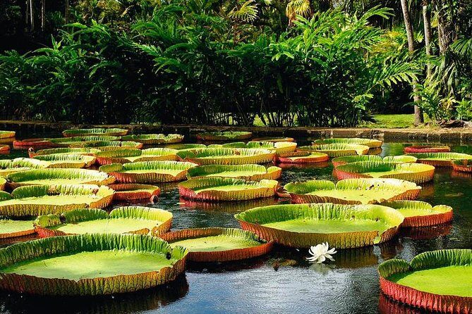 Mauritius Private North Day Tours - MUTT - What Travelers Say