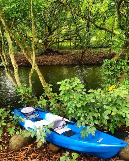 Mauritius: Tamarin Bay Dolphin Watching Kayak Tour - Frequently Asked Questions