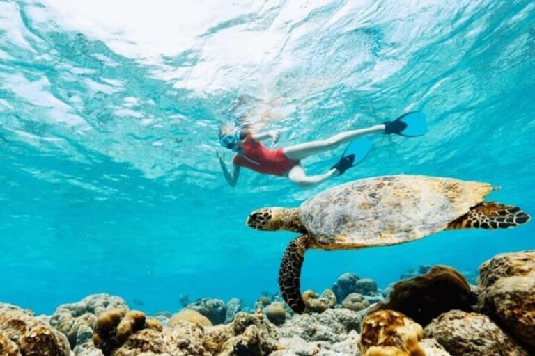 Mauritius: Turtle Swim and North Discovery Tour with Pickup - Authentic Experiences and Honest Feedback