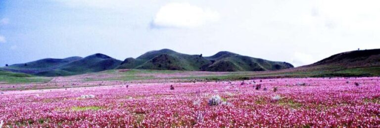Mbeya: Kitulo National Park 2-Day Itinerary - Practical Details and Value