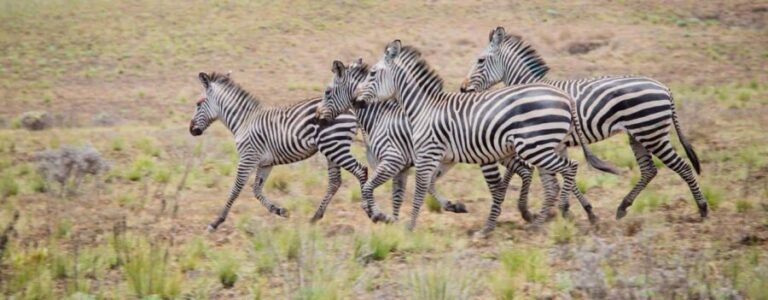 Mbeya: Kitulo National Park 2-Day Itinerary - What to Expect from the Tour