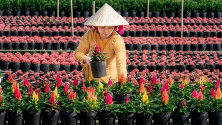 Mekong Delta Tour 2-Day (SaDec Can Tho - My Tho - Ben Tre) - What’s the Practical Value?
