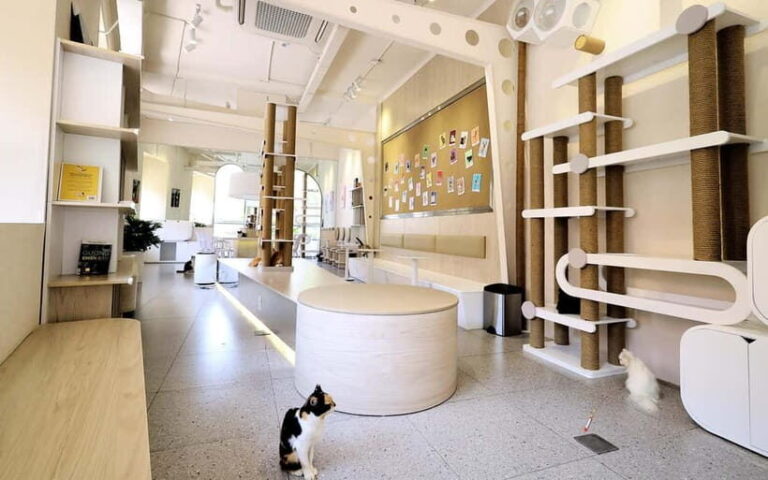 Méo Meo Cat Cafe in Center of Saigon - Practical Details and Tips