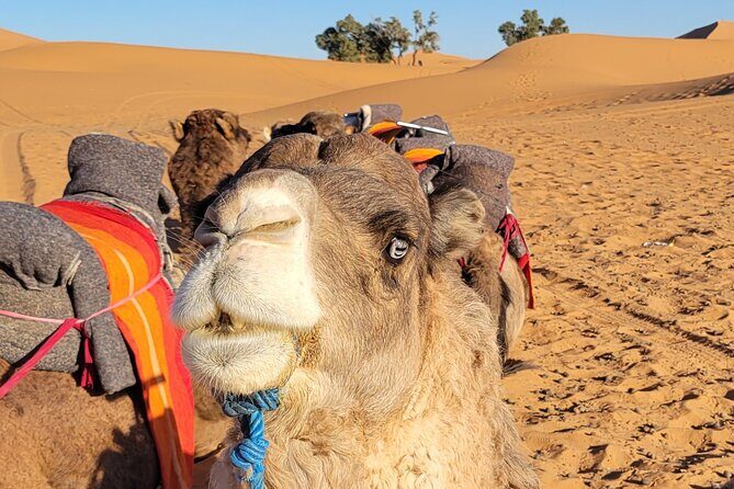 MERZOUGA DESERT TREK - 3 DAYS From Marrakech - Who Is This Tour Best For?