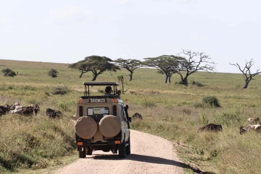 Mikumi and Nyerere National Parks 4-Day Safari - The Journey: What You Can Expect
