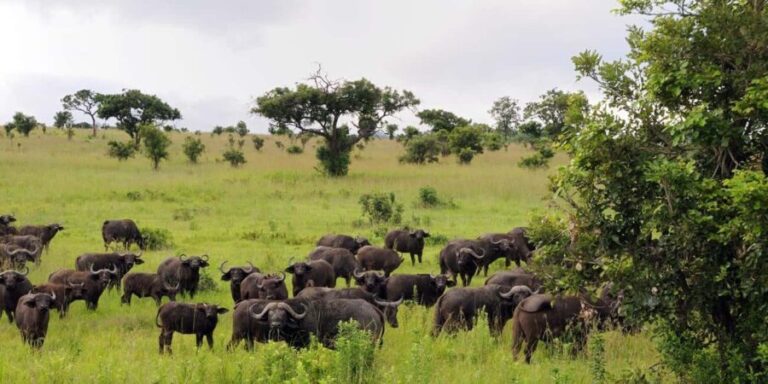 Mikumi National Park: 2-Day Safari - How the Itinerary Unfolds