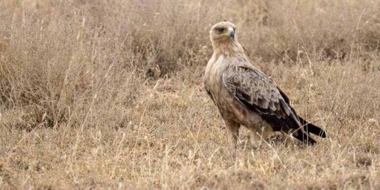 Mikumi National Park: 3-Day 2-Night Camping Safari - Day 2: Full Day of Game Drives in Mikumi